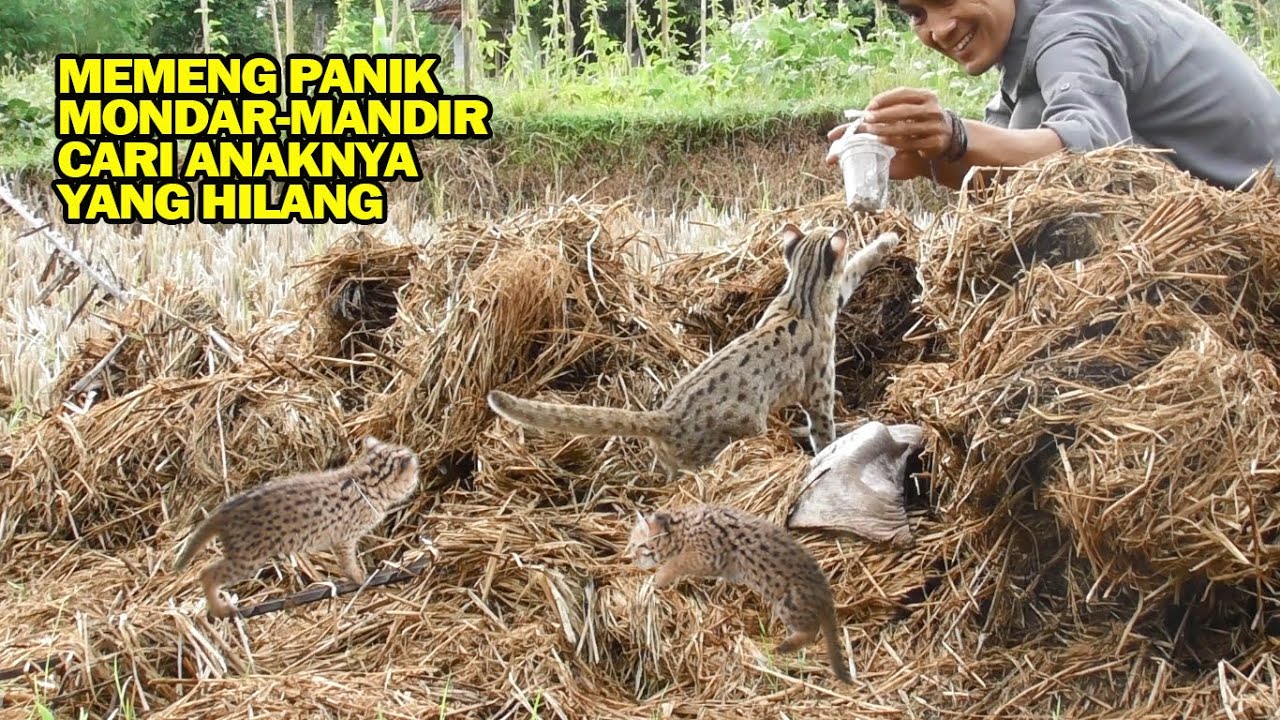 Si Memeng Kucing Hutan Panik Mencari-cari Anakannya Yang Hilang Ketika Mencari Jamur Jerami