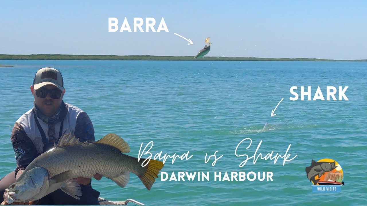 BARRA VS SHARK | Barramundi Fishing Darwin Harbour Northern Territory