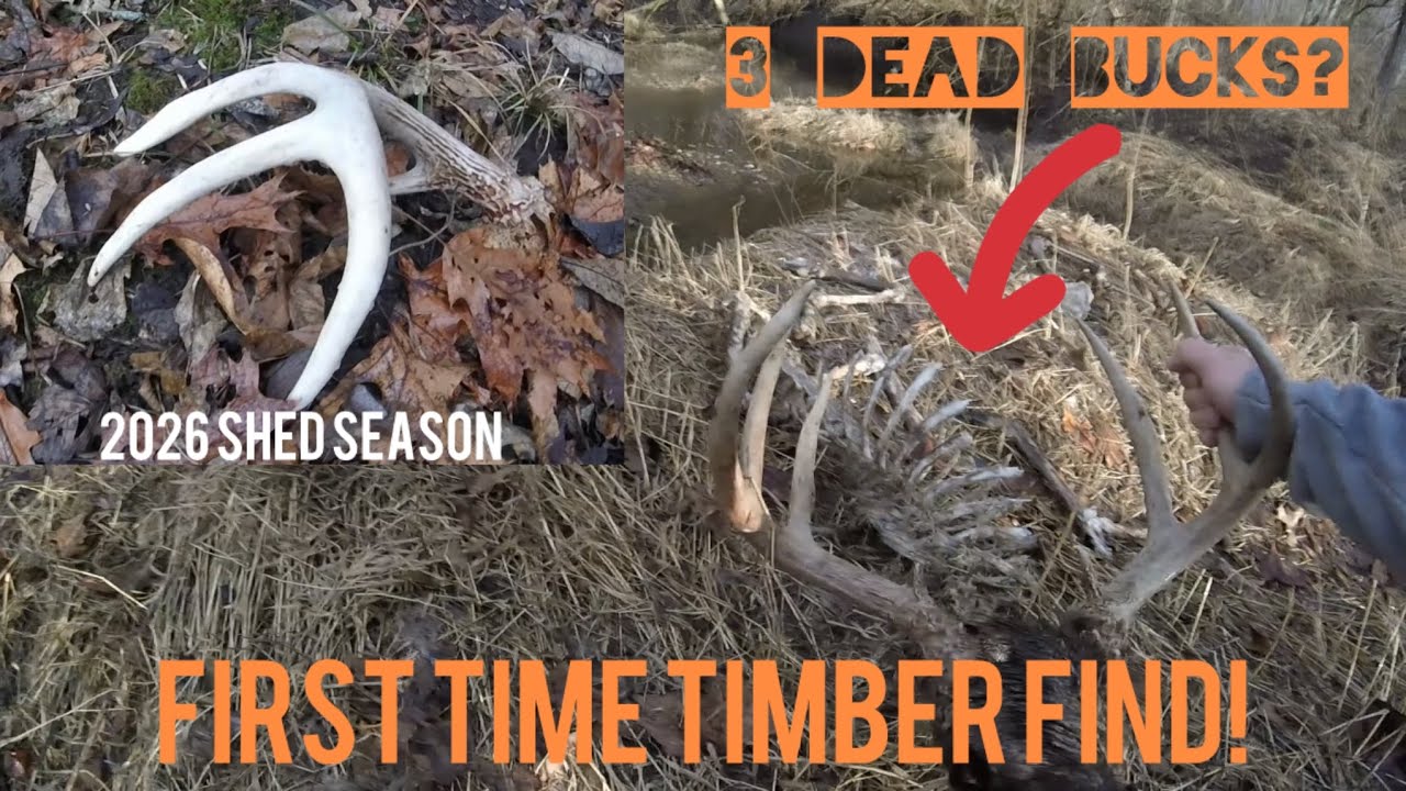 FIRST Time Timber Find!! Also 3 dead bucks, shed hunting Illinois 2026 