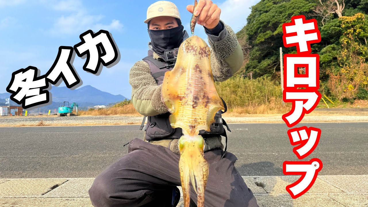 堤防から冬の大型アオリイカを釣り上げた！！これぞ反則級のデカイカ釣法！