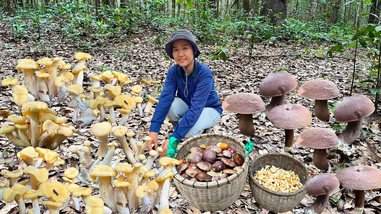 ขึ้นภูสุงตามเห็ดมันปูและเห็ดผึ้ง ช็อกโกแลต หมานเต็มตะกร้าจ้าท8/ส.ค/2568