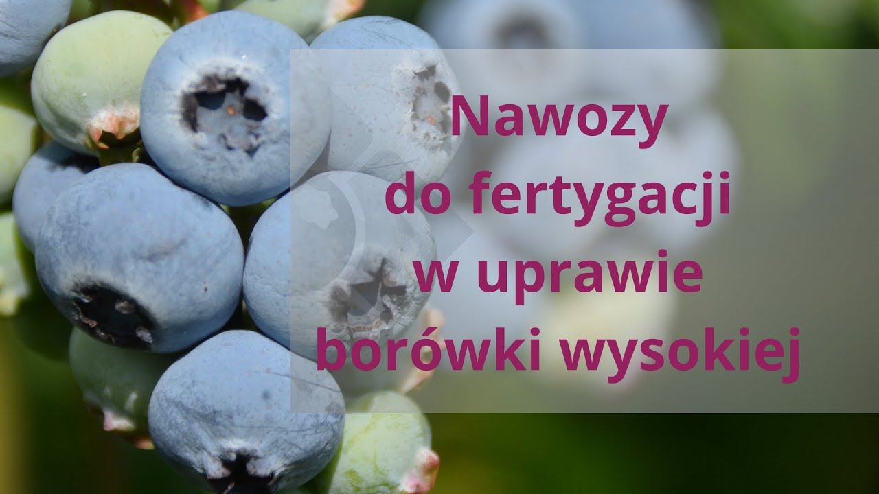 Jak efektywnie nawozić borówki w okresie owocowania i zbioru? Czyli o fertygacji w uprawie borówki.