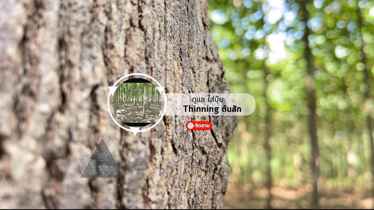 ดูแล ใส่ปุ๋ย Thinning ต้นสัก