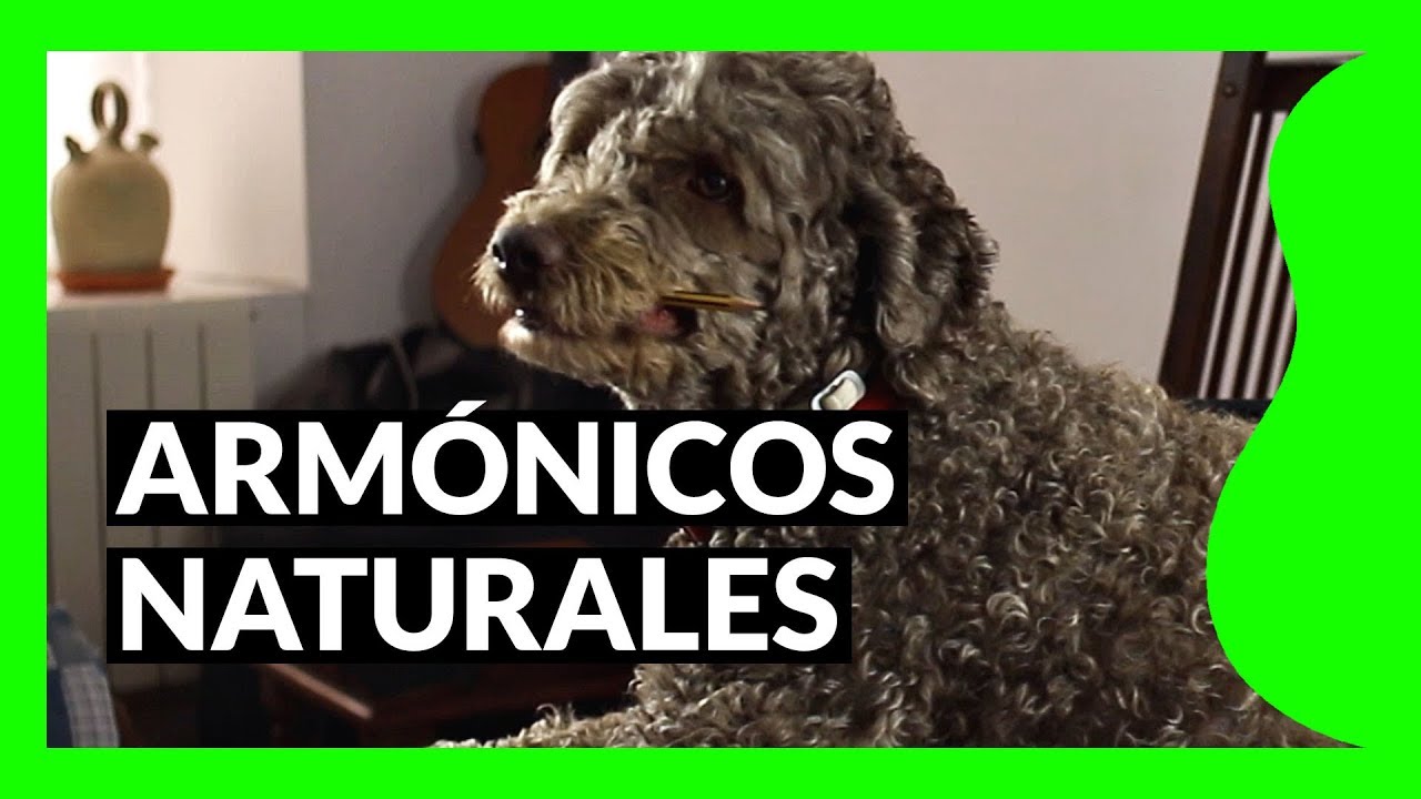 ARM&Oacute;NICOS Naturales en guitarra espa&ntilde;ola - Diccionario de guitarra 📗
