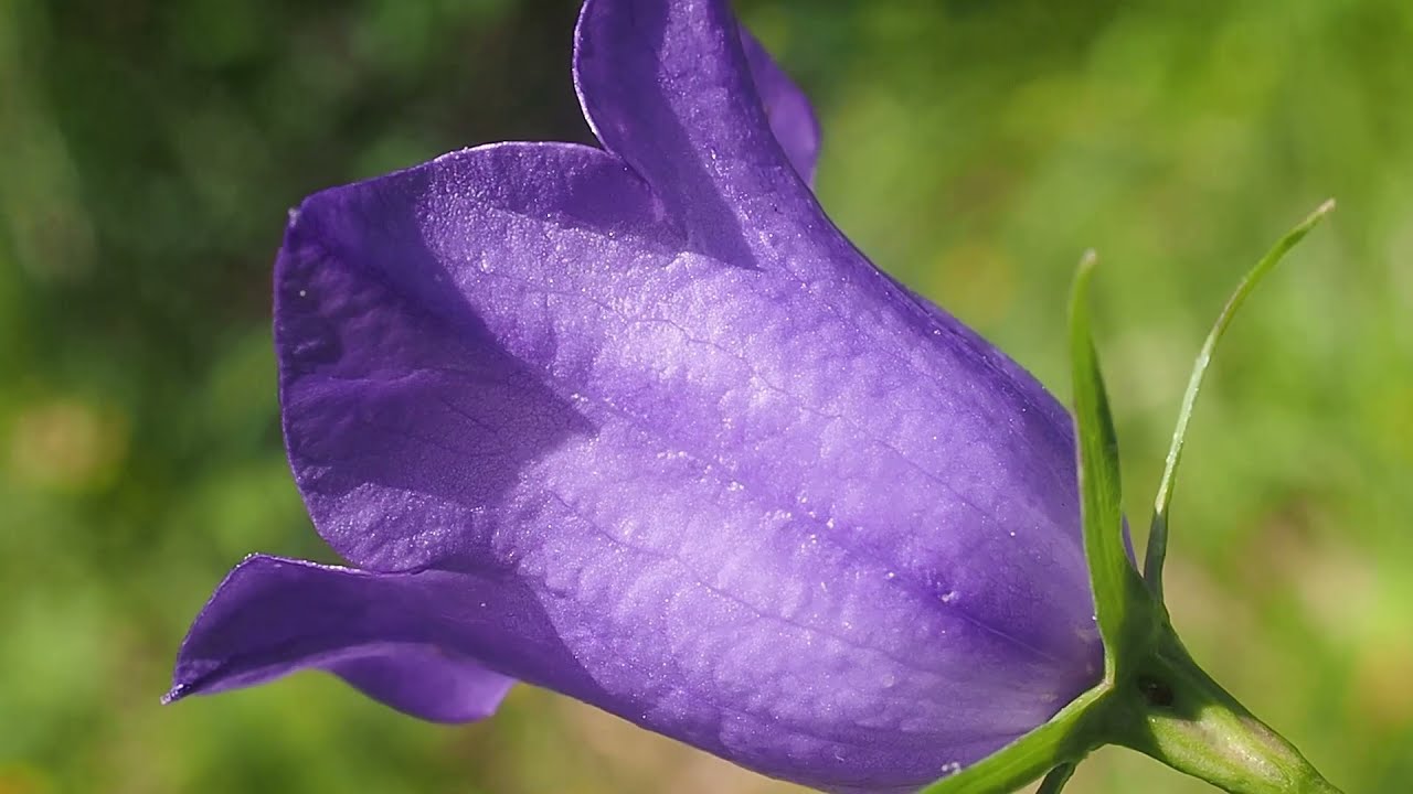 Campanule à feuilles de pêcher (Campanula persicifolia)
