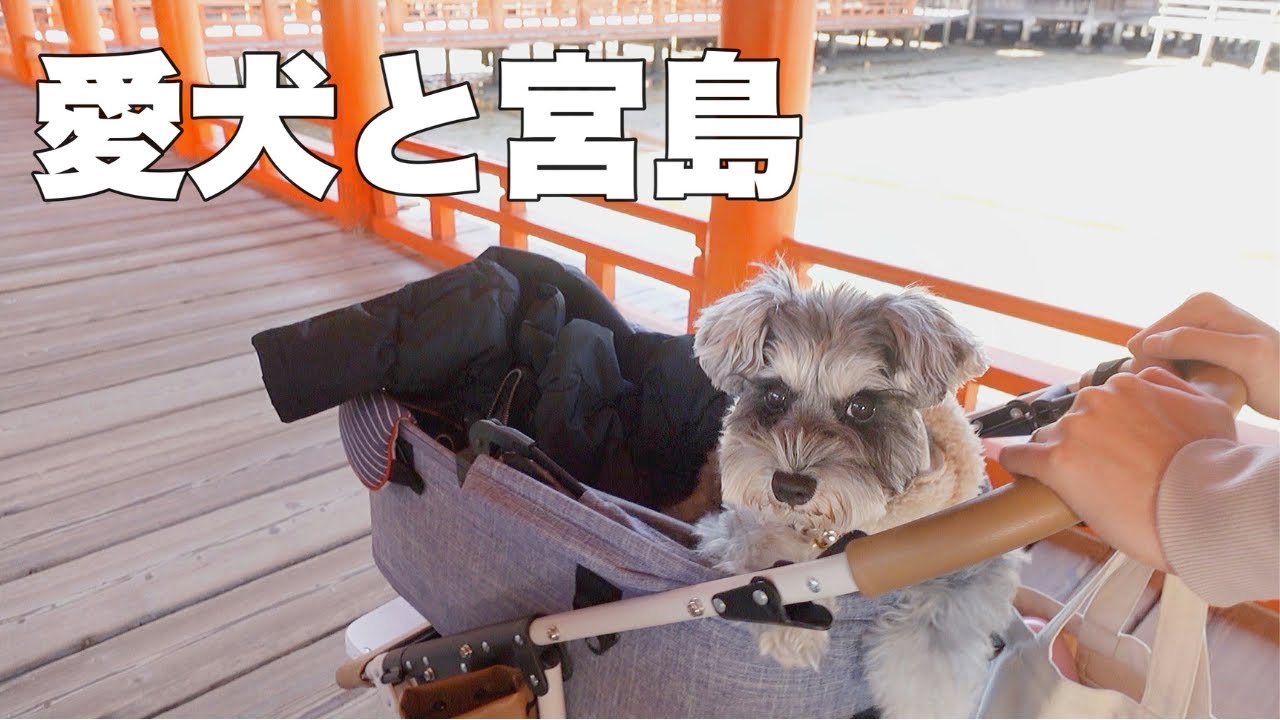 【宮島】鹿に全く相手にされない愛犬が少し可哀想だったw【シュナウザー】