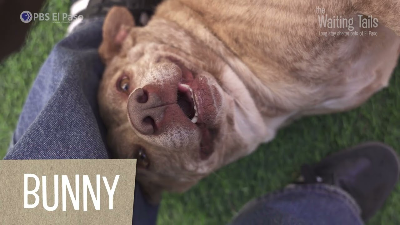 The Waiting Tails: Longstay Shelter Pets of El Paso Ep. 3