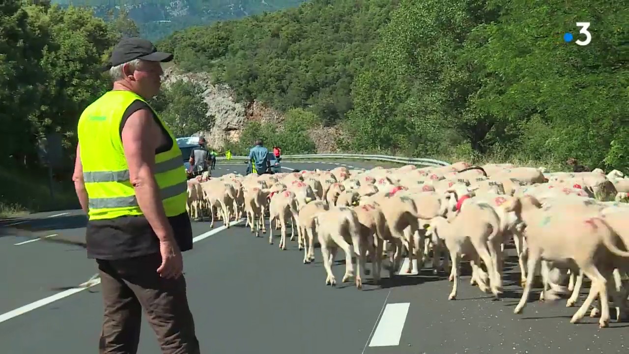 Hérault : la transhumance sur le Larzac vers les hauteurs