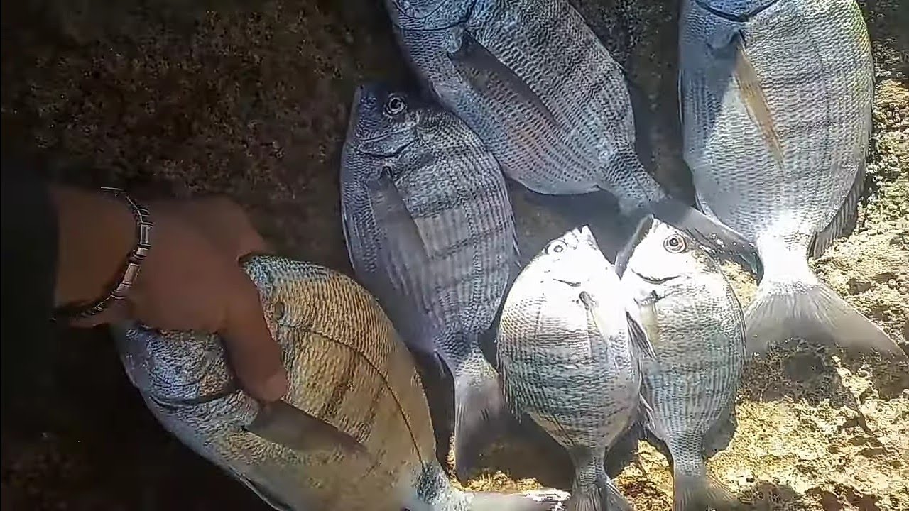 دائما الجديد أهم مراحل الصيد بالفتاتة أحسن طريقة لصيد الشرغو إضافة إلى متعة التقاوص مع الرايس الحسين