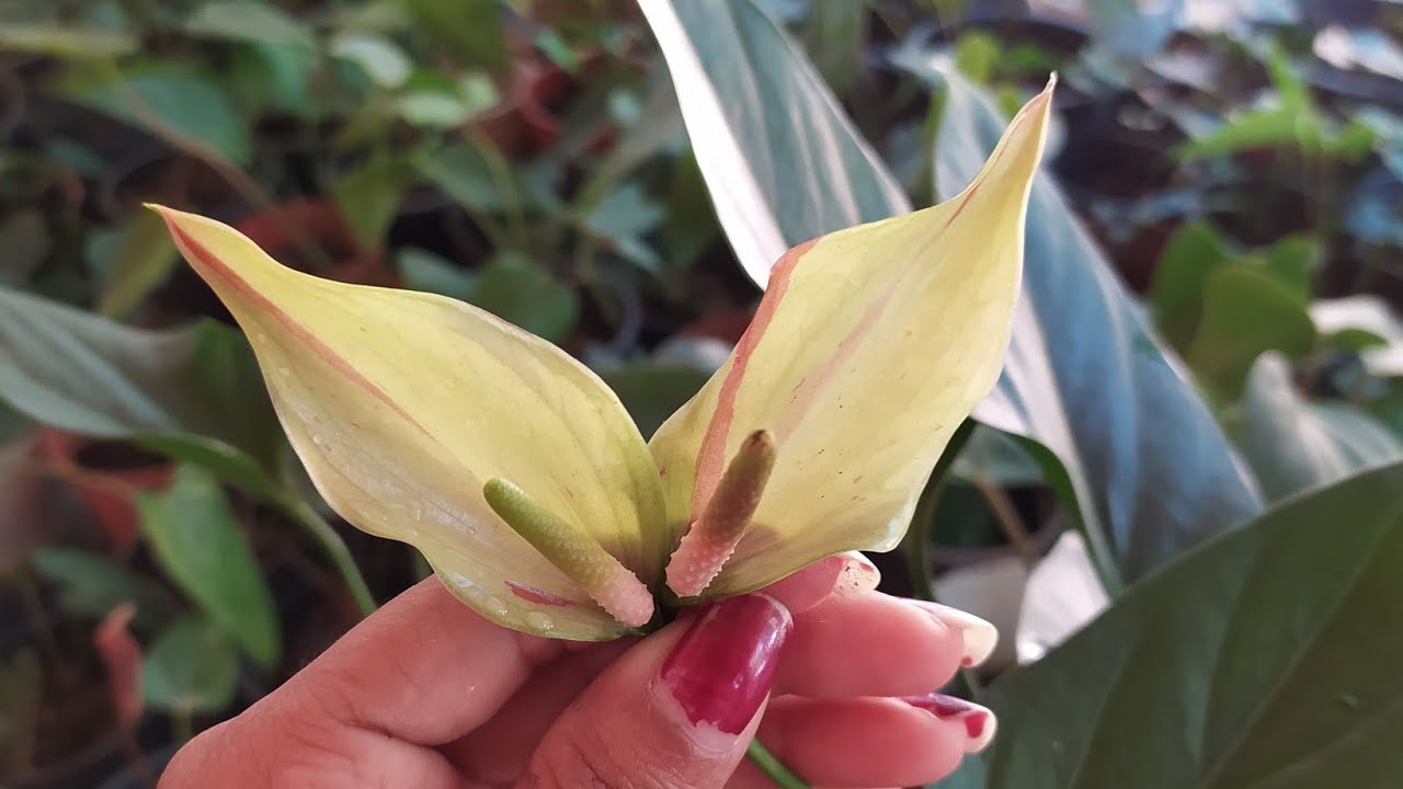 ලීලි ග්‍රීන් ෆ්ලැෂ් මව් ශාක ඔනිද? පැල පොකුරු පිටින් හදන්න ආස අයට තමයි මේ අවස්ථාව 0752878676 