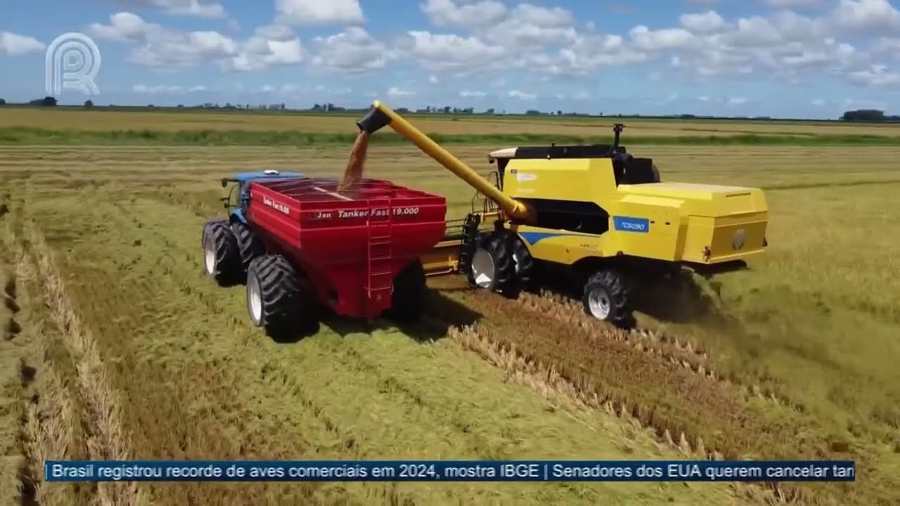 Rio Grande do Sul lança programa de incentivo para produtores de arroz sustentável