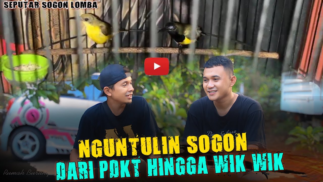 SOGON LOMBA 😍 PROSES PENGUNTULAN SOGON DARI PDKT HINGGA WIK WIK