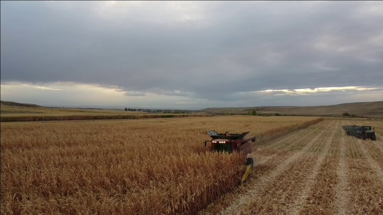 7120 Case IH combine working Corn harvest 2021 Pt. 1