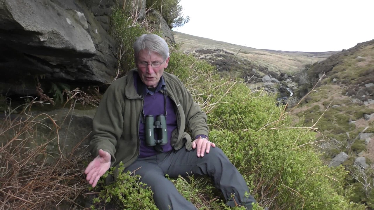 Forest of Bowland raptors being undermined by complacency and bad politics.
