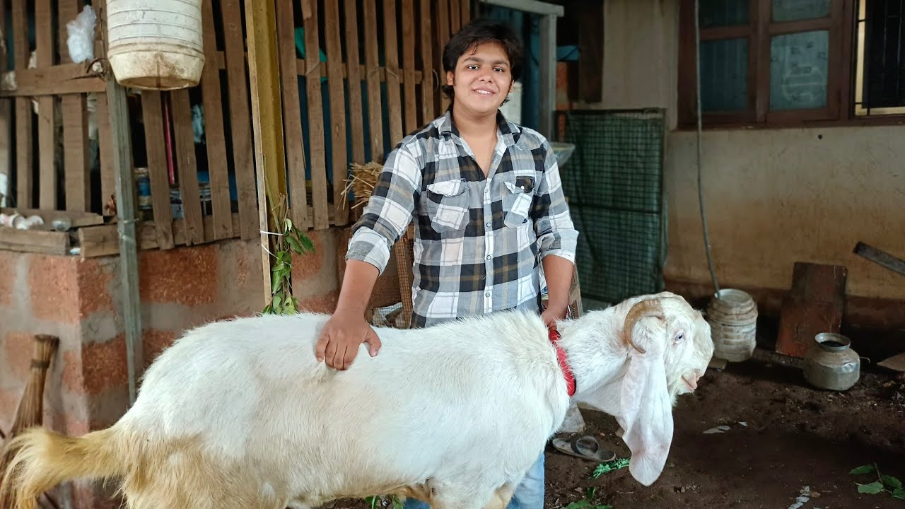 Bakra for Eid 😍 | Vlog | Goat Farming | Beetal, kota, malwa, ? |heyy kaif