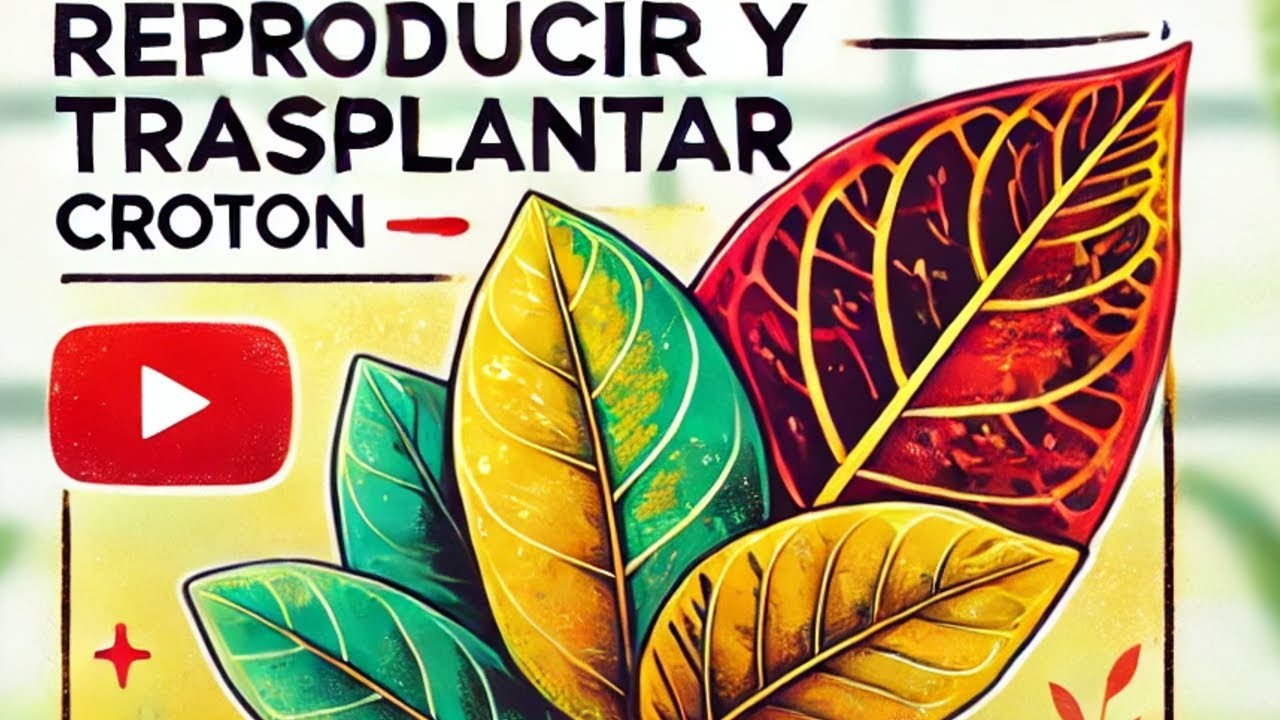 Cómo Reproducir y Trasplantar un Croton | Guía Paso a Paso 🌱🌿