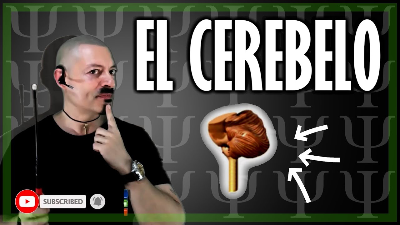 💢 MANDÍBULA Y MENTÓN - Morfopsicología y Fisiognomía 2023