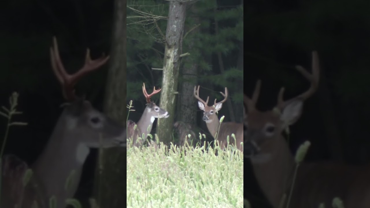 Bachelor bucks 😍