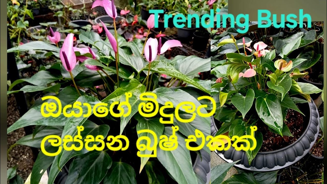 347 Rohini anthutium plant  for sale 