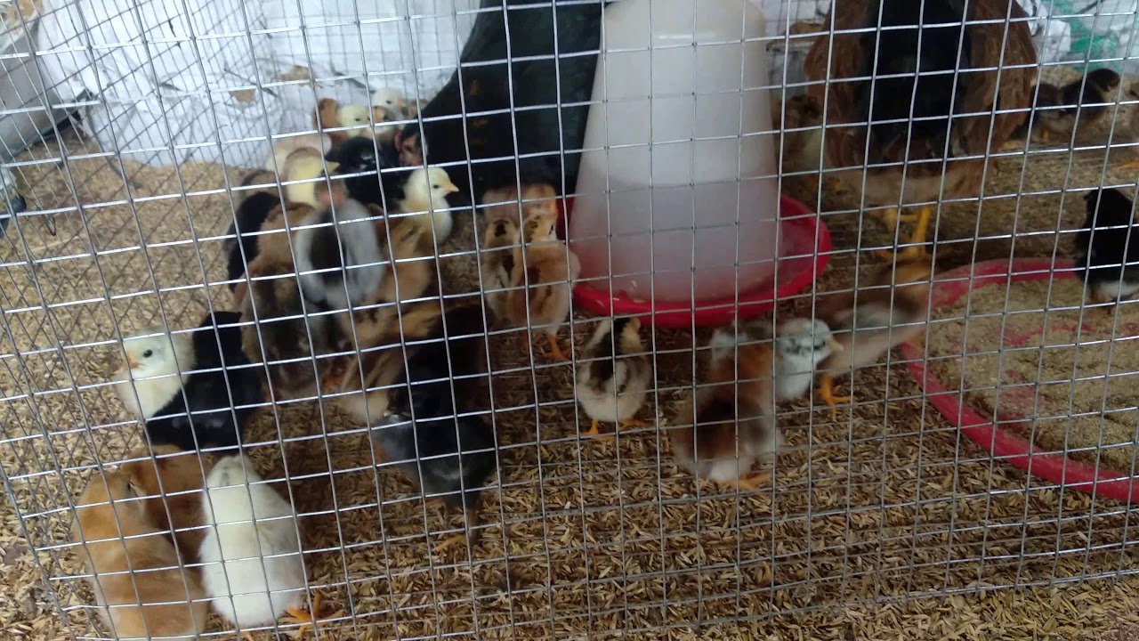 hatching 1day country chicks  64 in 2 country chicken