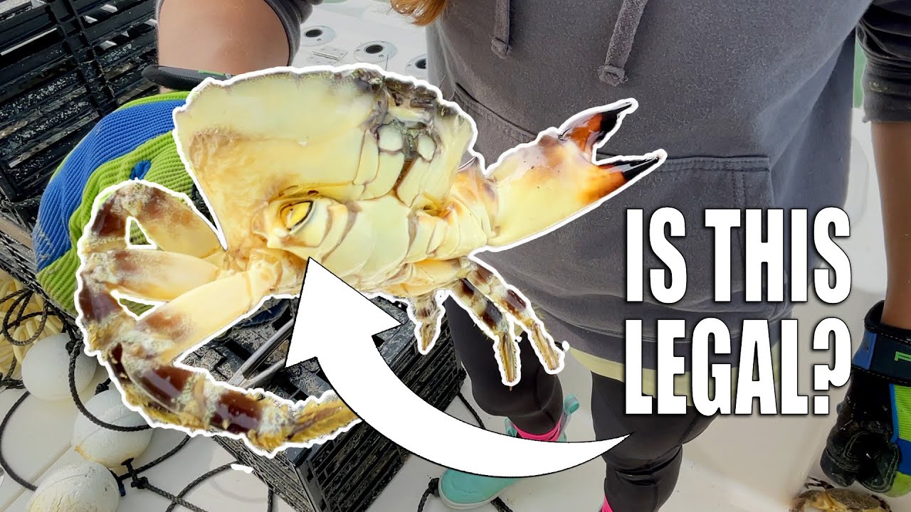 Is this LEGAL? Stone Crabbing Questions with *HONEST* Answers!