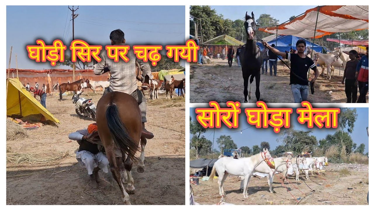 soron ghoda mela full vlog part 1#horse #ghoda #mela