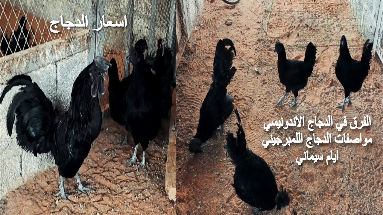 ازاي اعرف الدجاج الاندونيسي الاصلي الدجاج ايام سيماني الاسود دجاج ايام سيماني 🌏