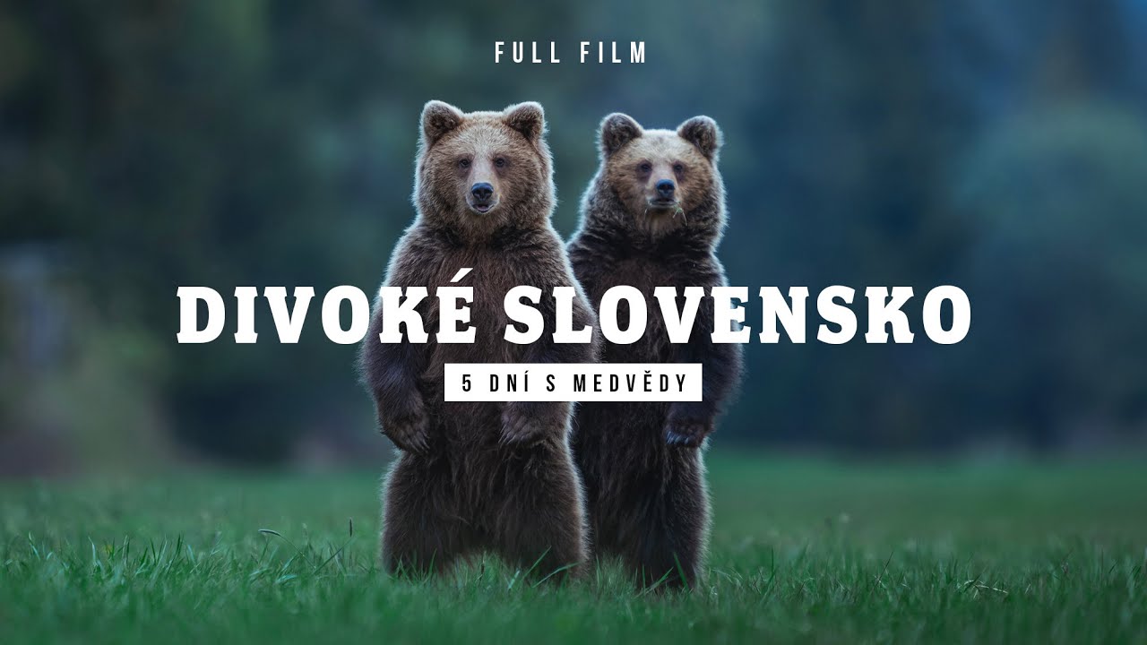 MEDVĚDI NA SLOVENSKU / TOHLE MI BUDE CHYBĚT! JEDEN Z NEJLEPŠÍCH WILDLIFE VÝLETŮ