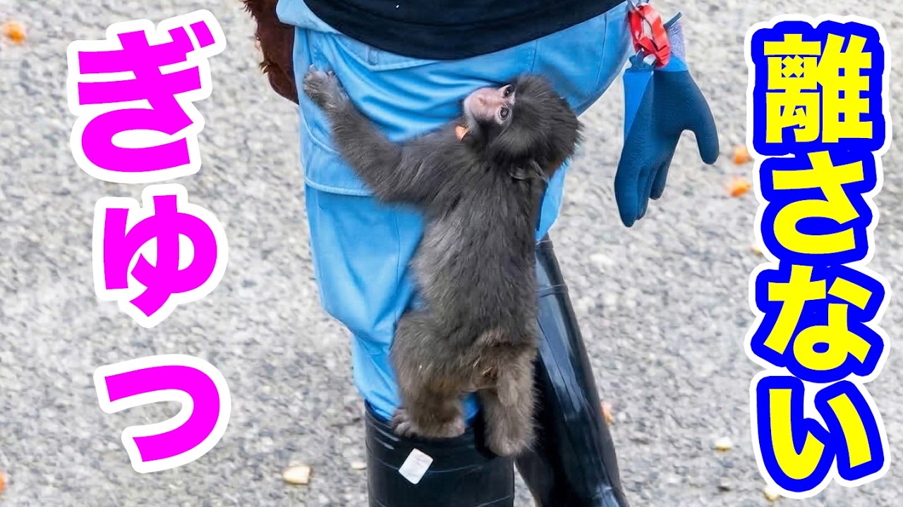 大好きな飼育員を見つけたあと…パンチがこうなりました