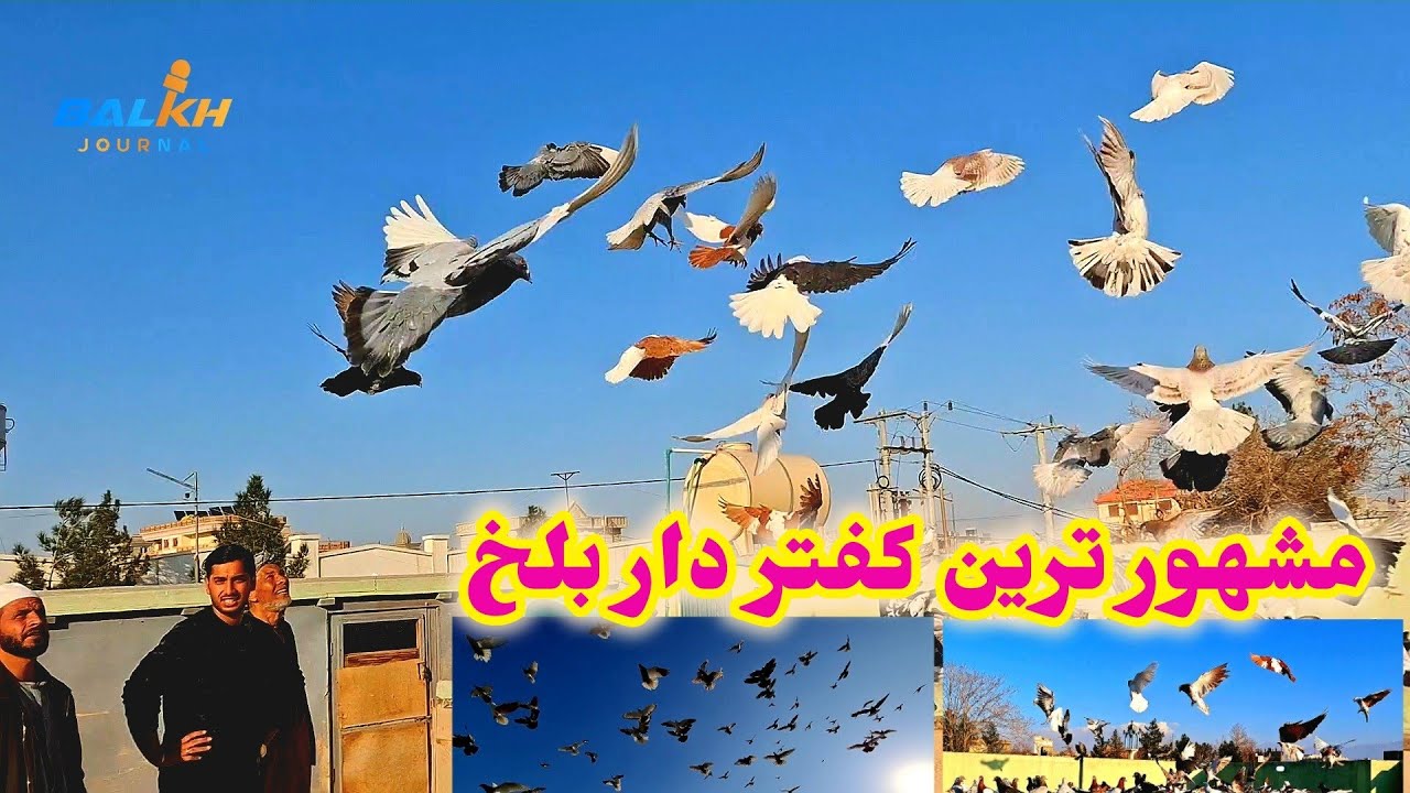 شوقی کفتر، شکار کفتر/ پرورش 600 کبوتر جنگی/ کفتر دم سفید، کندهاری، شیرازی، عراقی، ملاقی و خیل گیری
