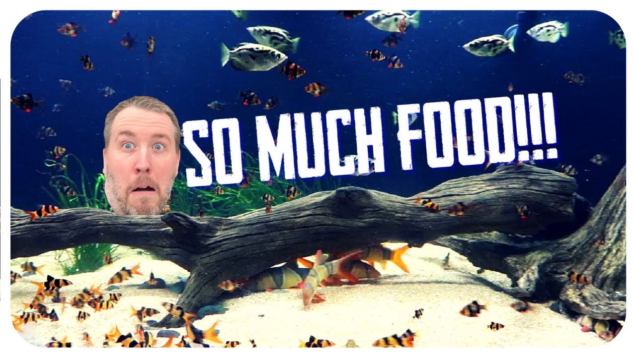 FEEDING MASSIVE 800 GALLON AQUARIUM
