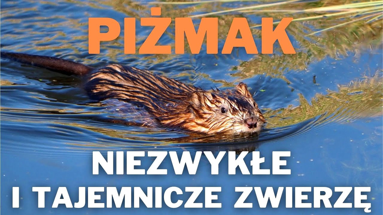 Piżmak - niezwykłe i tajemnicze zwierzę