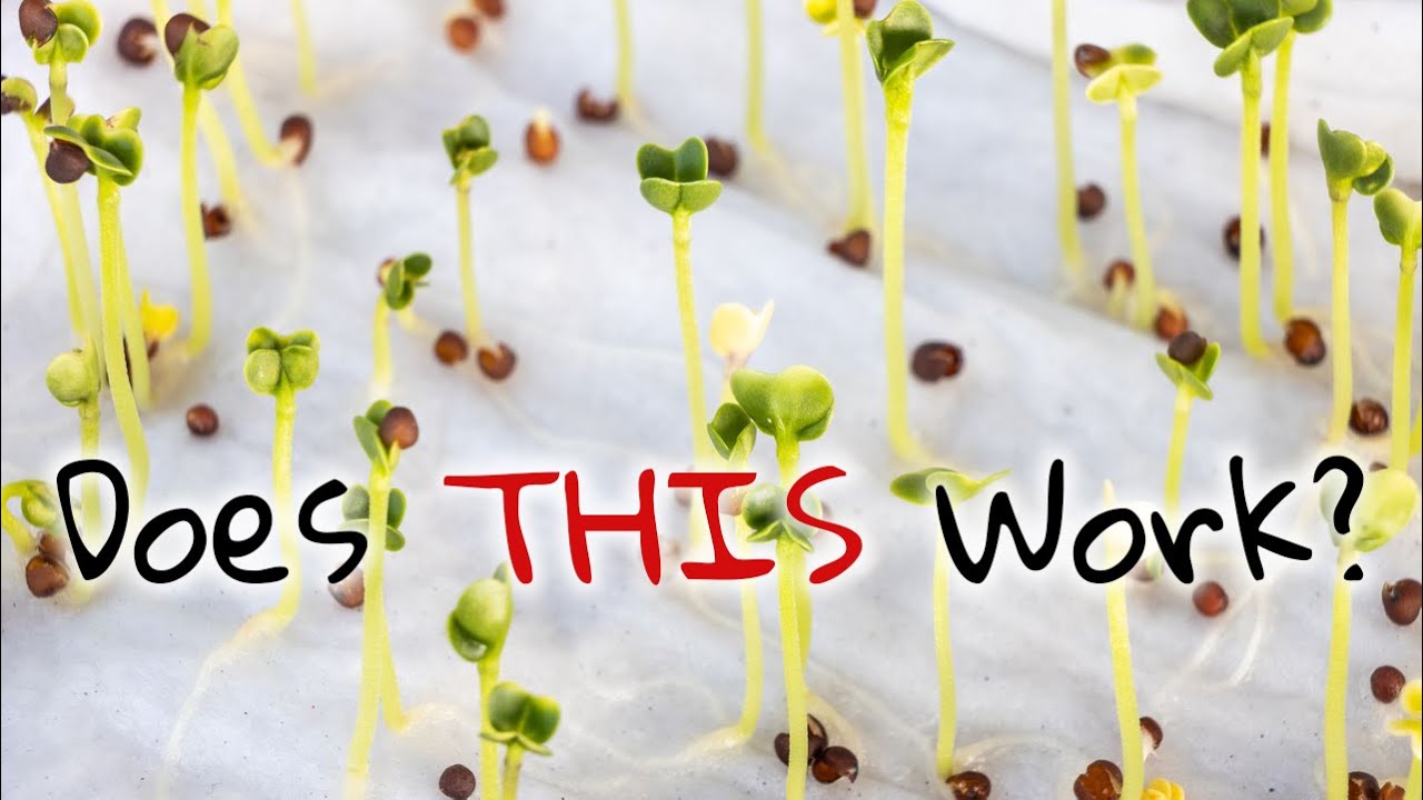 Germinating Seeds on Paper Towel: Any better than direct sowing?