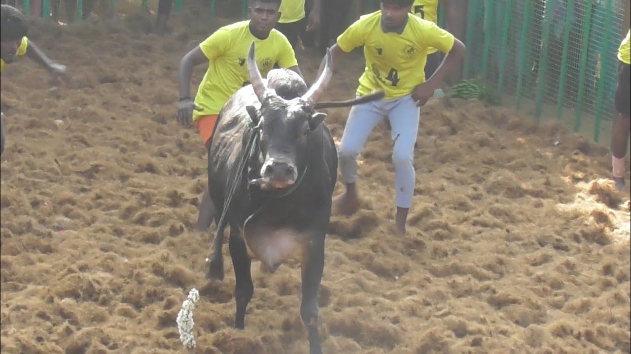 Best jallikkattu video ||jallikkattu video 
