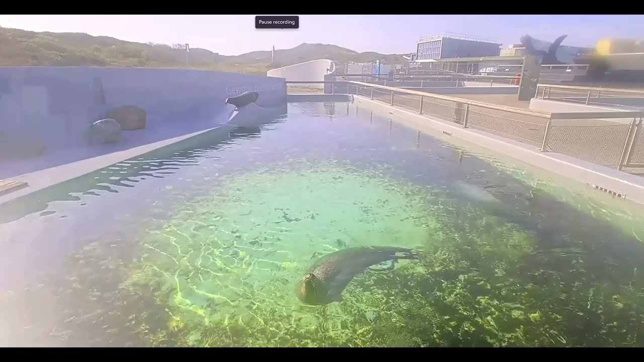 Ecomare Seal Rescue: From Injury to Ocean Release