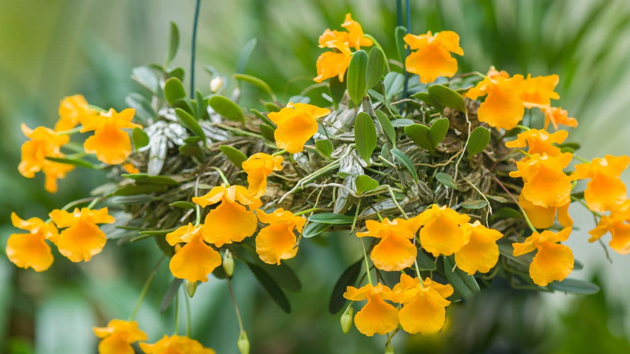 Episode 20 How I grow my Dendrobium jenkinsii