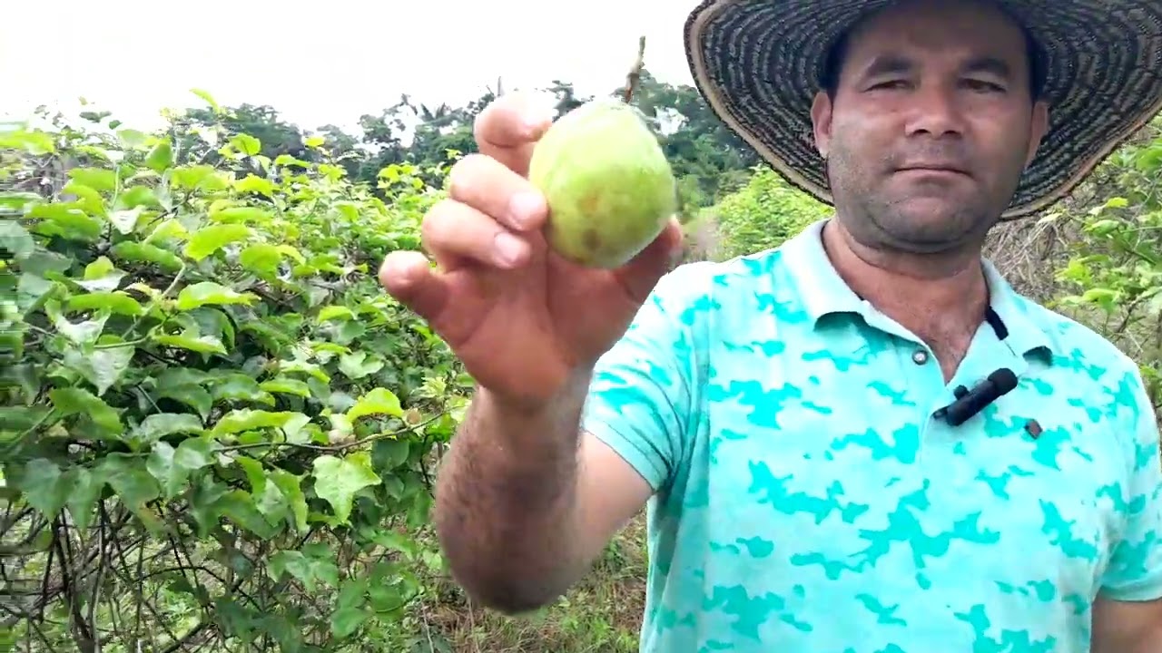 ¿Porque se caen los botones florales del maracuyá?.