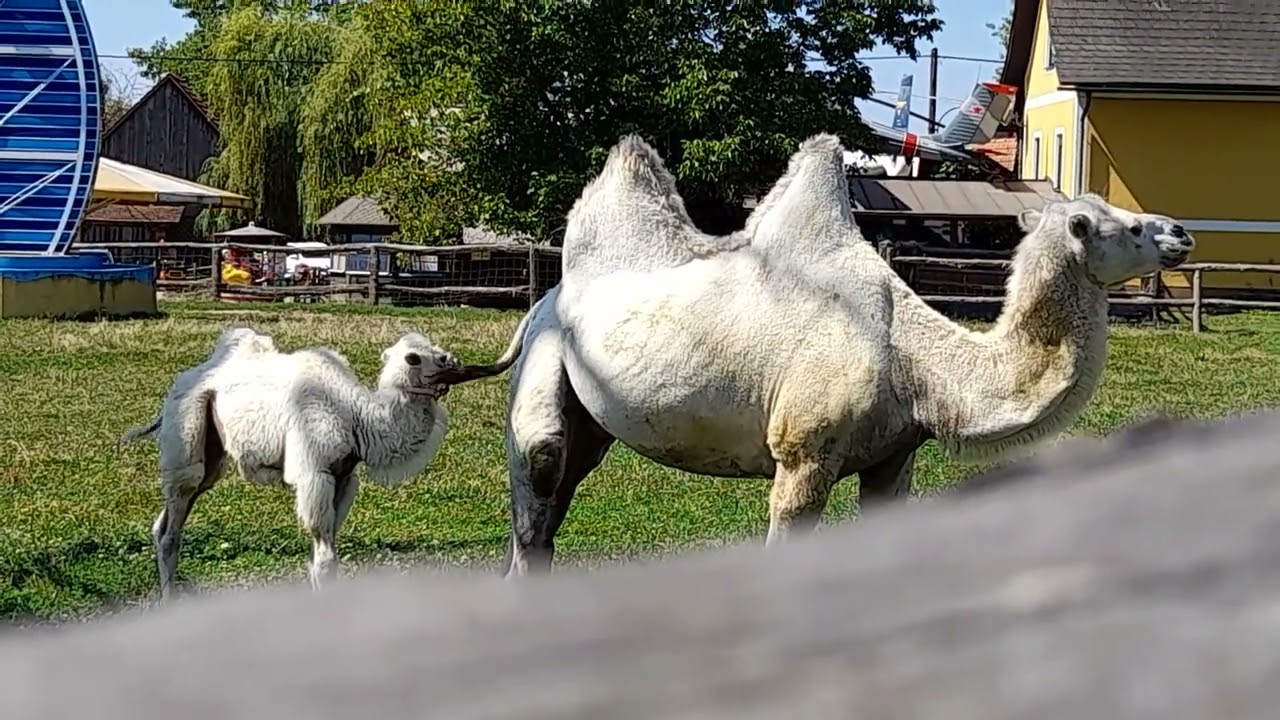 Natur pur - Kamelfarm in Ratschendorf bei Deutsch Goritz - Südoststeiermark - Austria