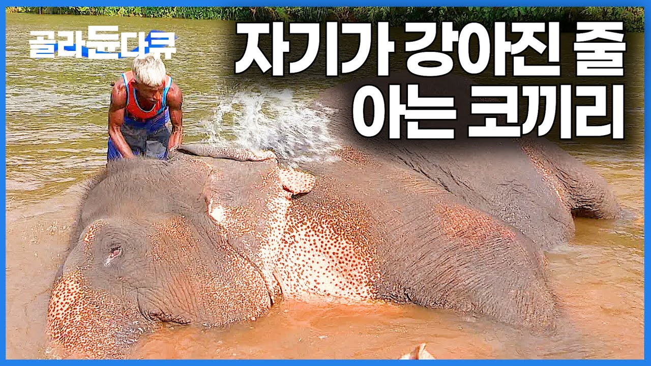 코끼리를 30년 동안 시골 강아지처럼 키웠더니 아예 일손까지 돕는다｜세계테마기행｜#골라듄다큐