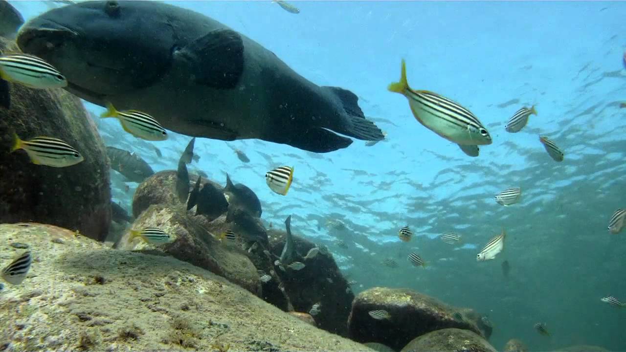 Snorkelling with Blue Groper: Shelly Beach, Manly: Cabbage Tree Bay Aquatic Reserve