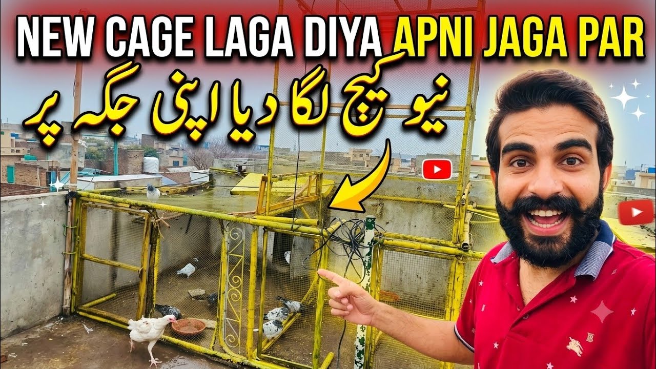 New cage ko laga diya apni jga par sat ma new kabutar bhir nikala😍