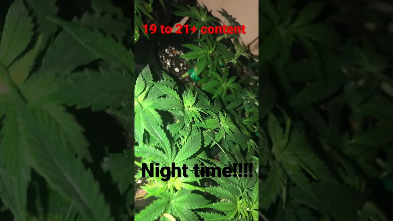 Ayyyyeee! Gotta love the night time!!!#goodtimes #bong #marijuanachannel #growtopia #beautiful #fun
