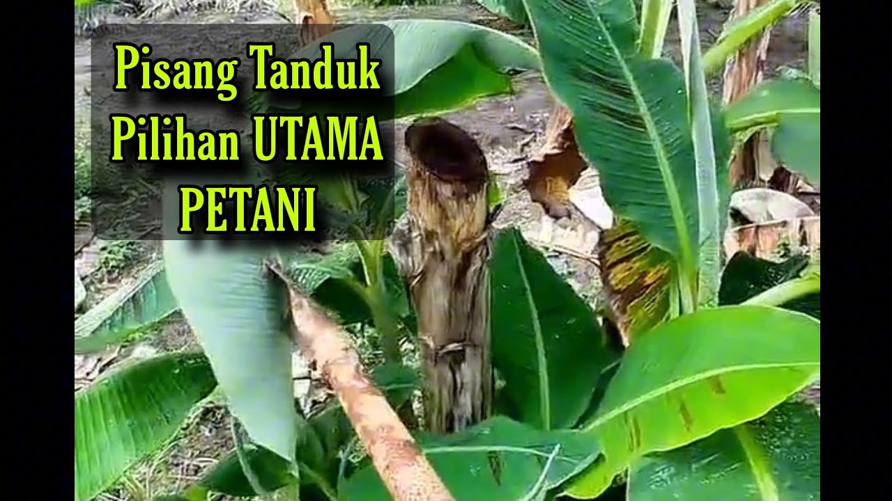 Kekurangan bila kita tanam Pisang Tanduk berbanding Pisang Berangan