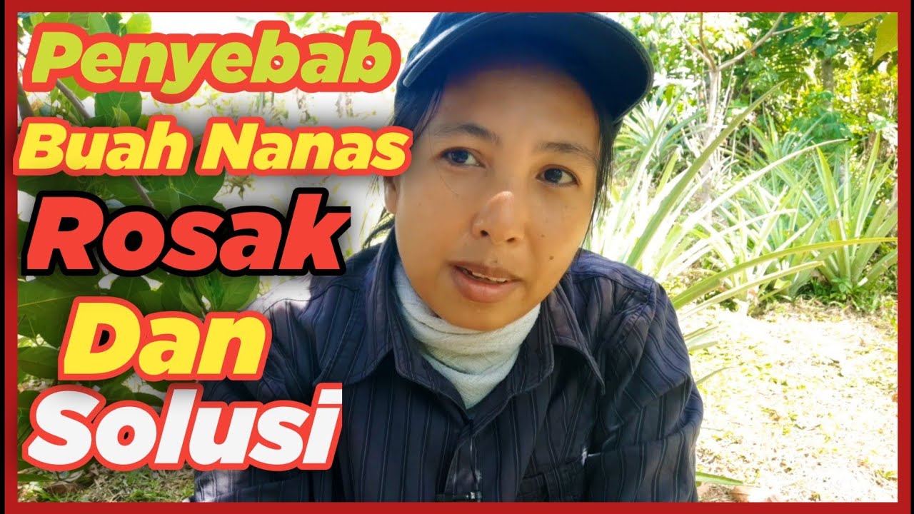 5 Hal Diperhatikan Sebelum Hormon Pokok Nanas #nanas #pengusahanenas #nenas
