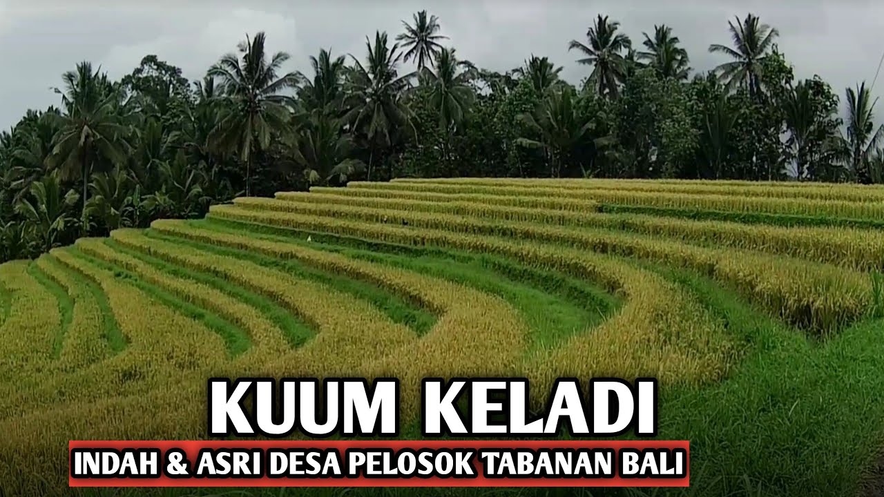 Asrinya desa pelosok tabanan bali. KUUM KELADI PESAGI Tabanan bali