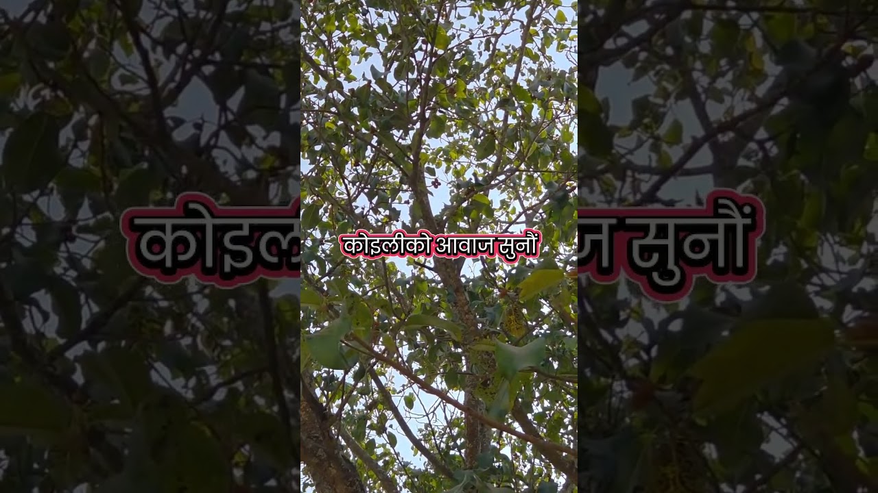 कोइलीको सुमधुर आवाज