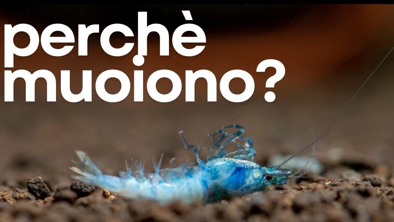 Perchè le caridine muoiono?