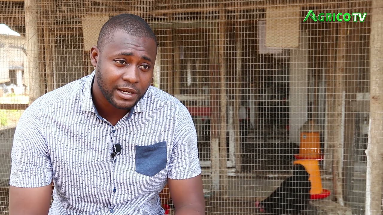 LA FERME SAGBOHAN - UN GROS FOURNISSEUR DE POULETS GOLIATH AU BENIN