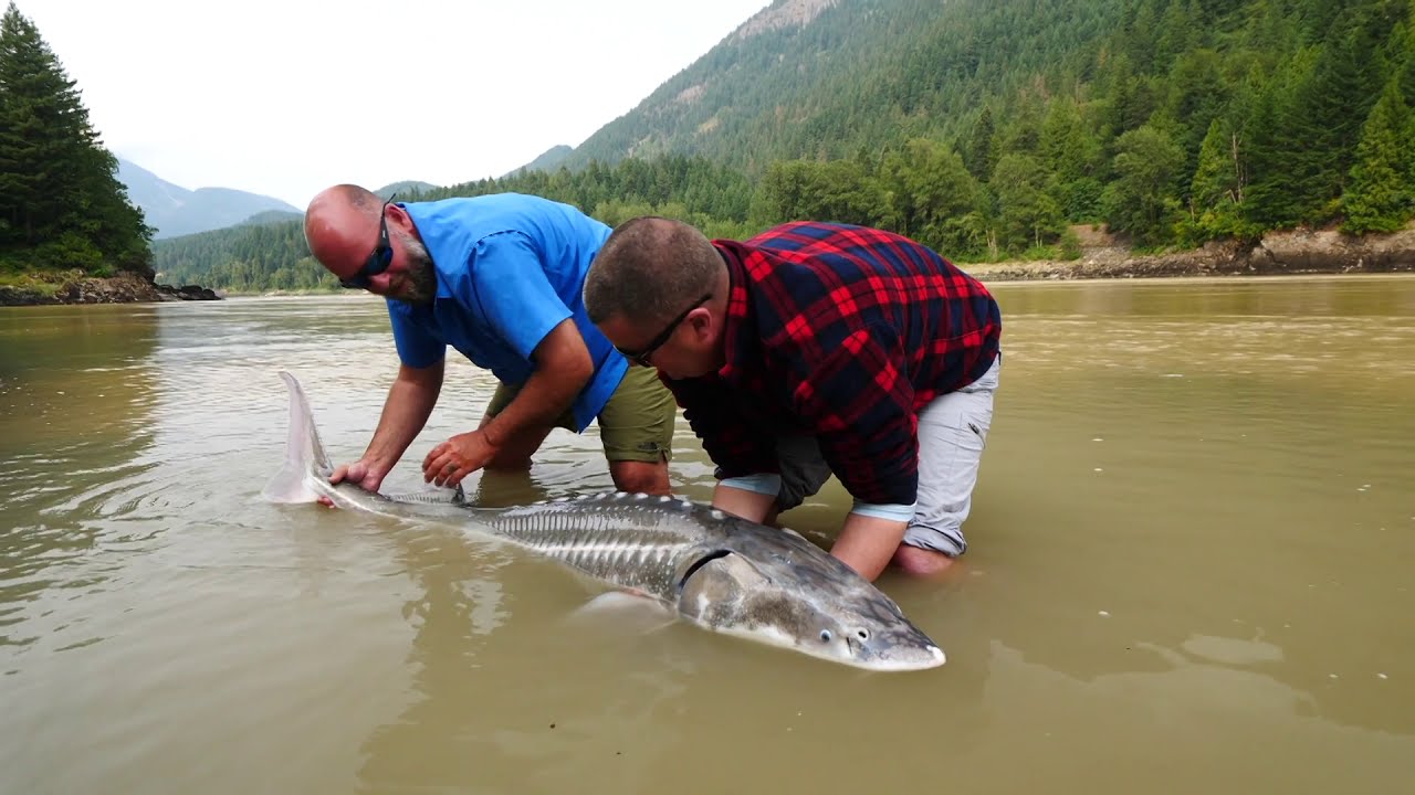 DinosaurFish Hunt - Fraser River, Canada