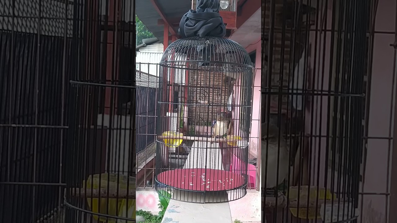 Kerakbasi alis putih suara kasar keras